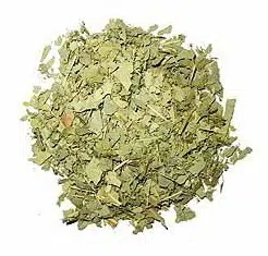 eucalipto para cha eucalyptus globulus 6556 e1494697727142