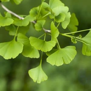 ginkgo biloba para cha 2 2