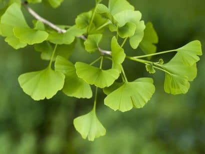 ginkgo biloba para cha 2 2