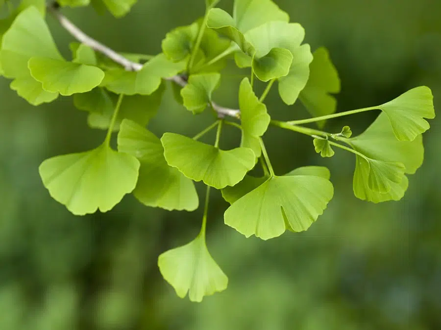 ginkgo biloba para cha 2 2