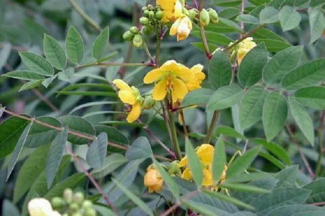 habu para cha 2 2 e1494701739890