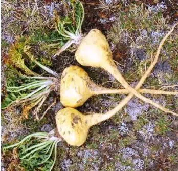 maca peruana em po para consumo 2 2 e1494700971965
