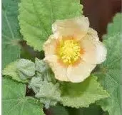 malva para cha sida cordifolia 2 3 e1494700818170