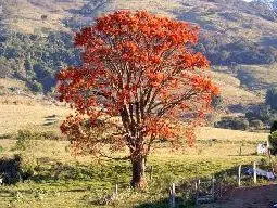 mulungu para cha 2 e1494700565791