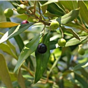 oliveira para cha olea europaea 2 3 e1494700316522
