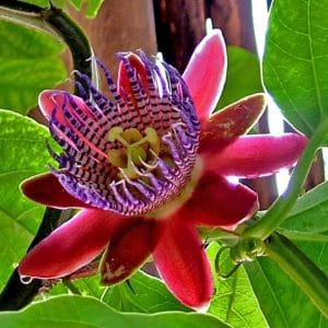 passiflora para cha 2 2 e1494700235443