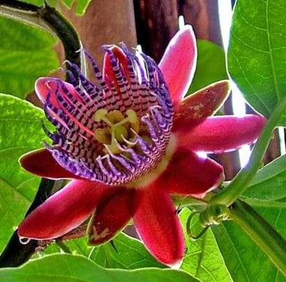 passiflora para cha 2 2 e1494700235443