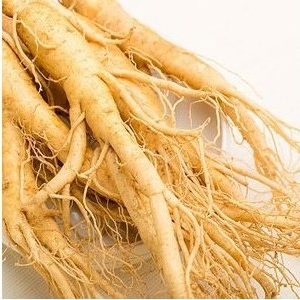 pfaffia para cha ginseng brasileiro 2 e1494699988859