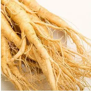 pfaffia para cha ginseng brasileiro 2 e1494699988859