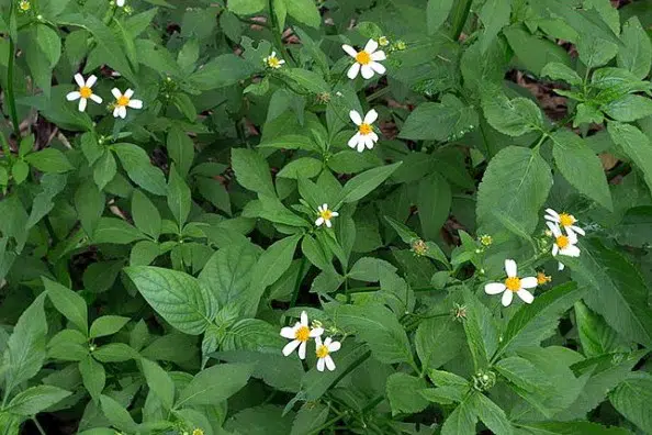 picao para cha bidens pilosus 2 2 e1494699796180