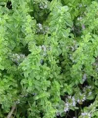 poejo para cha mentha pulegium 2 3 e1494699548616