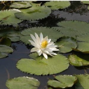 raiz de lotus para cha nymphaea lotus 9027 e1494699173394