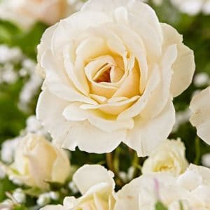 Rosa Branca Para Chá Rosa centifolia