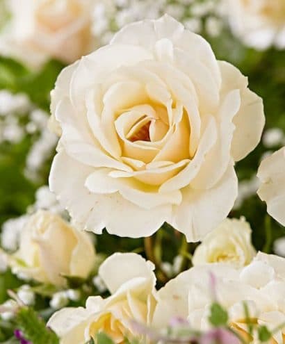 Rosa Branca Para Chá Rosa centifolia