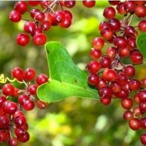 salsaparrilha para cha smilax officinallis 2 e1494698846229