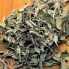 salvia para consumo salvia officinalis 0984 e1494698579505