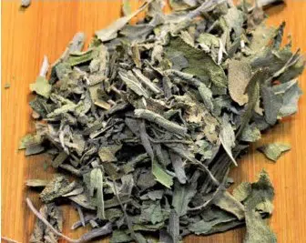 salvia para consumo salvia officinalis 0984 e1494698579505