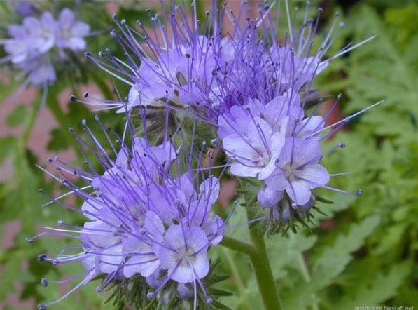 Facélia Azul: 20 Sementes - SoFlor Sementes