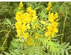 sene para cha cassia angustifolia 2 3 e1494698613206