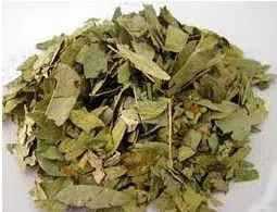 sene para cha cassia angustifolia 6771 e1494698706404