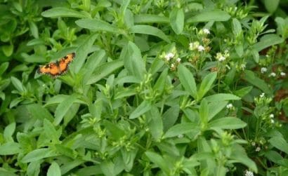 stevia para consumo 2 e1494698267882