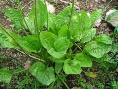 tanchagem para cha plantago major 2 2 e1494698100780