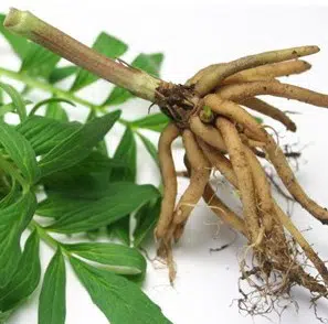 valeriana para cha valeriana officinalis 2 2 e1494697938671