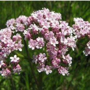 valeriana para cha valeriana officinalis 2 3 e1494697912916