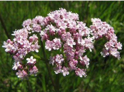 valeriana para cha valeriana officinalis 2 3 e1494697912916