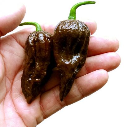 sementes de pimenta bhut jolokia chocolate pimenta nuclear 0169