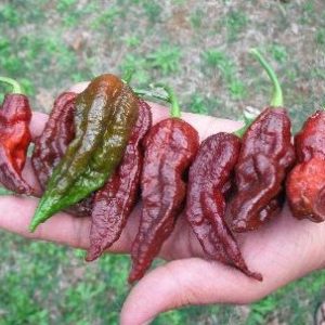 sementes de pimenta bhut jolokia chocolate pimenta nuclear 121