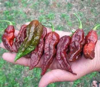 sementes de pimenta bhut jolokia chocolate pimenta nuclear 121