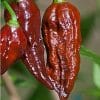 sementes de pimenta bhut jolokia chocolate pimenta nuclear 2 2 e1494702234341