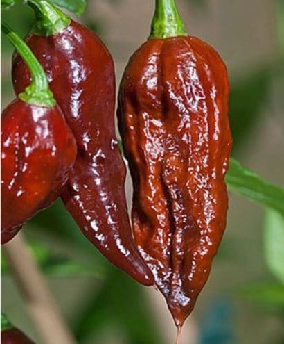 sementes de pimenta bhut jolokia chocolate pimenta nuclear 2 2 e1494702234341