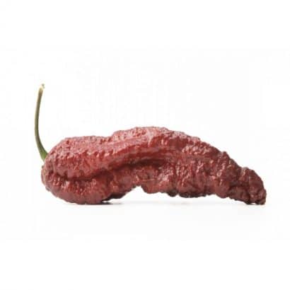 sementes de pimenta bhut jolokia chocolate pimenta nuclear 2 3