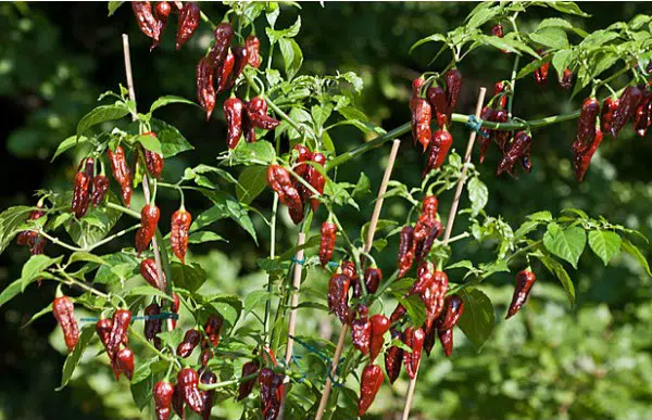 sementes de pimenta bhut jolokia chocolate pimenta nuclear 2 4 e1494695971751