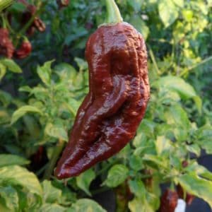 sementes de pimenta bhut jolokia chocolate pimenta nuclear 2 5 e1494695998550