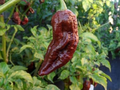 sementes de pimenta bhut jolokia chocolate pimenta nuclear 2 5 e1494695998550