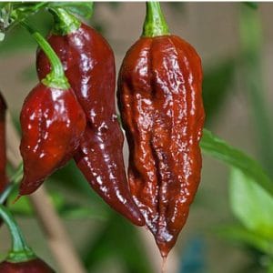 sementes de pimenta bhut jolokia chocolate pimenta nuclear 2 e1494695940733