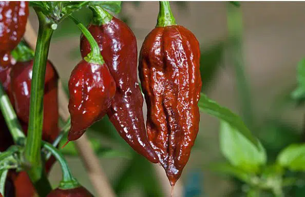 sementes de pimenta bhut jolokia chocolate pimenta nuclear 2 e1494695940733