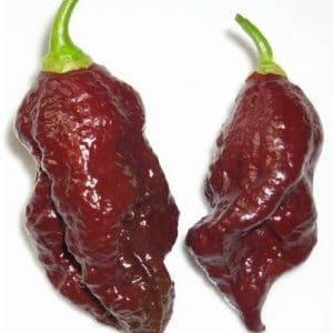 sementes de pimenta bhut jolokia chocolate pimenta nuclear 4563 e1495475957786