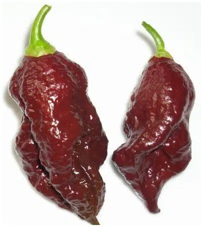 sementes de pimenta bhut jolokia chocolate pimenta nuclear 4563 e1495475957786