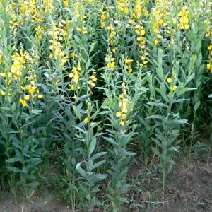 crotalaria juncea sementes