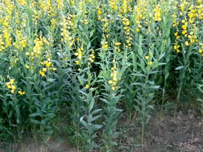 crotalaria juncea sementes