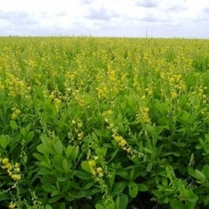 crotalaria ochroleuca sementes