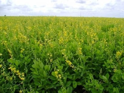 crotalaria ochroleuca sementes