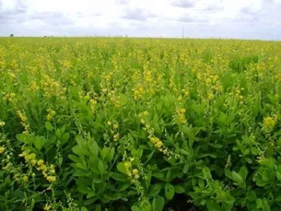 crotalaria ochroleuca sementes