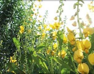 crotalaria ochroleuca sementes1