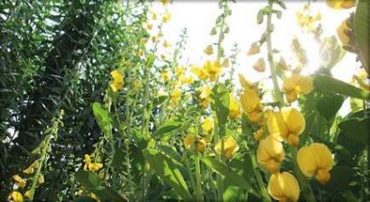 crotalaria ochroleuca sementes1