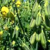 crotalaria ochroleuca sementes2